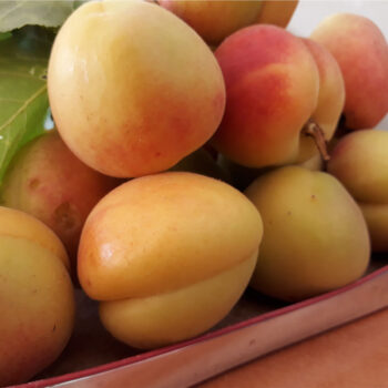 Malatya Yaş Kayısı Satın Al